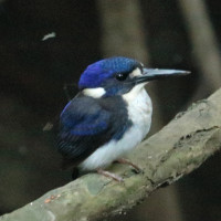 Little Kingfisher